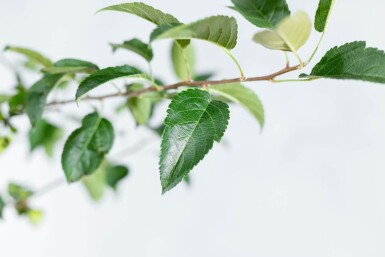 Malus 'Red Sentinel' en plateau