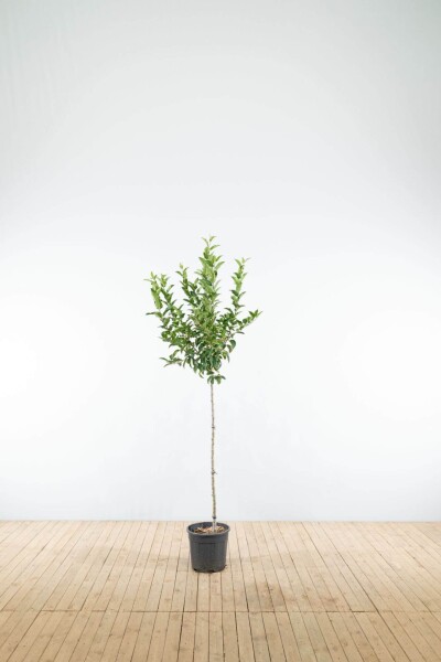 Malus 'Red Sentinel' demi-tige 120cm tronc