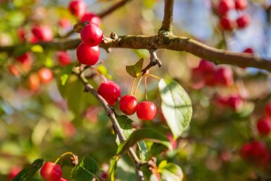 Malus 'Red Sentinel' demi-tige 120cm tronc