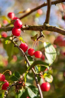 Malus 'Red Sentinel' demi-tige 120cm tronc