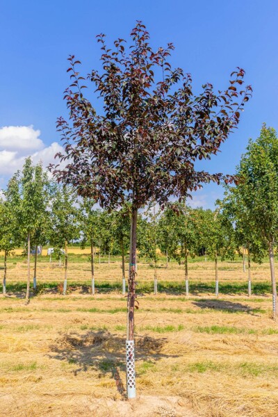 Malus 'Royalty' haute-tige 10/12