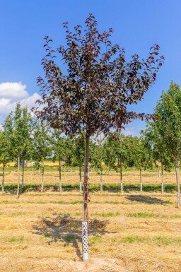 Malus 'Royalty' haute-tige 10/12