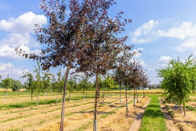 Malus 'Royalty' haute-tige 10/12