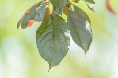 Malus 'Royalty' haute-tige 10/12