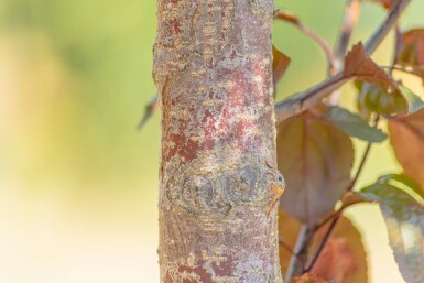 Malus 'Royalty' haute-tige 10/12