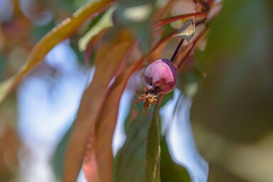 Malus 'Royalty' haute-tige 10/12