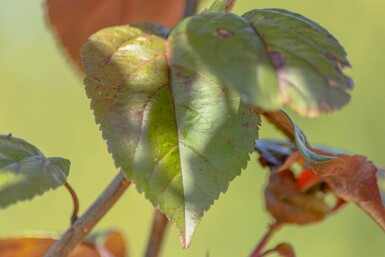 Malus 'Royalty' haute-tige 10/12