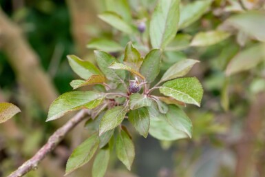 Malus 'Royalty' haute-tige 10/12