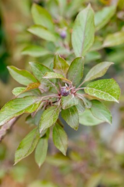 Malus 'Royalty' haute-tige 10/12