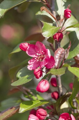 Malus 'Royalty' haute-tige 10/12