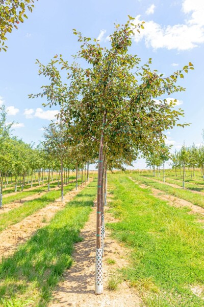 Malus 'Rudolph' haute-tige 14/16