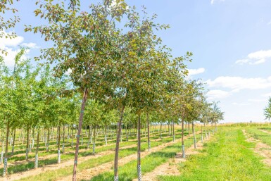 Malus 'Rudolph' haute-tige 14/16