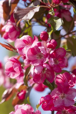 Malus 'Rudolph' haute-tige 14/16
