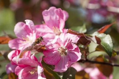 Malus 'Rudolph' haute-tige 14/16