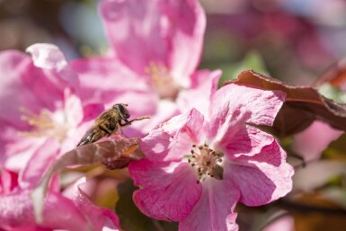 Malus 'Rudolph' haute-tige 14/16