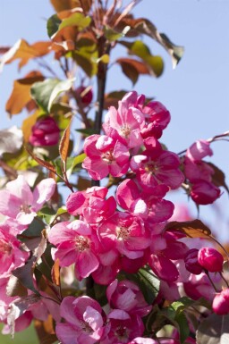 Malus 'Rudolph' haute-tige 14/16