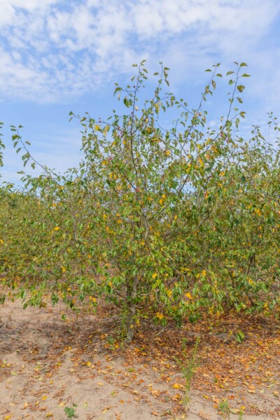 Malus 'Rudolph' cépée