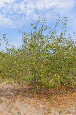 Malus 'Rudolph' cépée