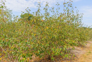 Malus 'Rudolph' cépée