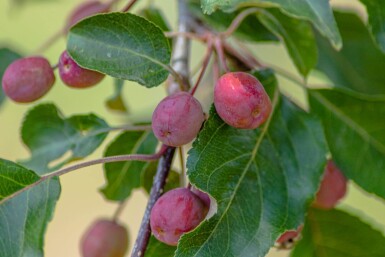 Malus 'Rudolph' cépée