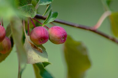 Malus 'Rudolph' cépée
