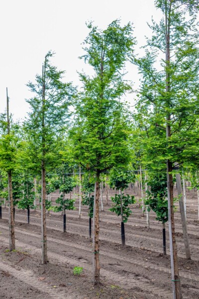 Metasequoia glyptostroboides haute-tige 14/16