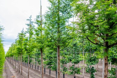 Metasequoia glyptostroboides haute-tige