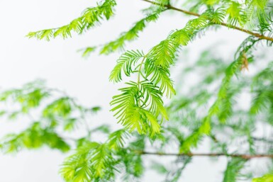 Metasequoia glyptostroboides haute-tige 14/16