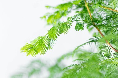 Metasequoia glyptostroboides haute-tige 14/16