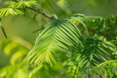 Metasequoia glyptostroboides haute-tige 14/16