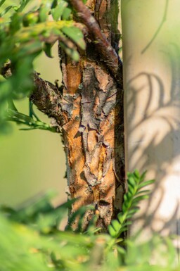 Metasequoia glyptostroboides haute-tige 14/16