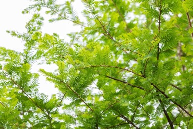 Metasequoia glyptostroboides haute-tige 14/16