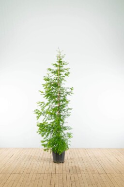 Metasequoia glyptostroboides baliveau
