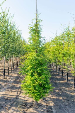Metasequoia glyptostroboides baliveau