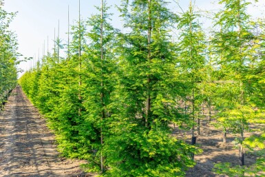 Metasequoia glyptostroboides baliveau