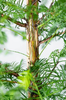 Metasequoia glyptostroboides baliveau