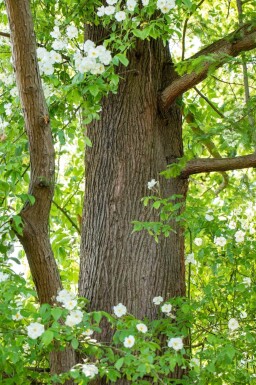 Metasequoia glyptostroboides baliveau