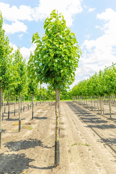 Morus alba haute-tige 18/20