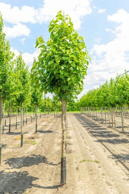 Morus alba haute-tige 18/20
