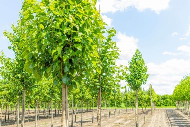 Morus alba haute-tige 18/20