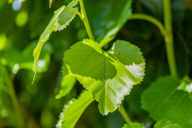 Morus alba haute-tige 18/20
