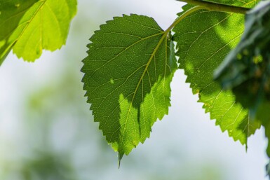 Morus alba haute-tige 18/20