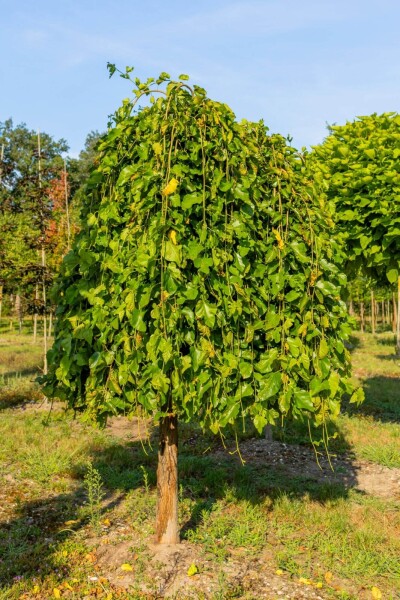 Morus alba 'Pendula' demi-tige 8/10 120cm tronc