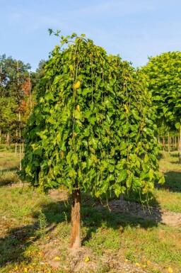 Morus alba 'Pendula' demi-tige 8/10 120cm tronc