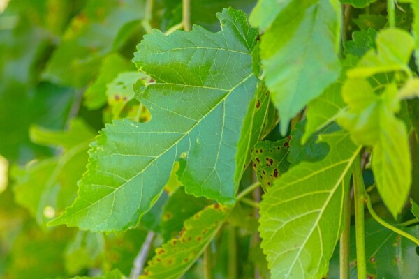Morus alba 'Pendula' demi-tige