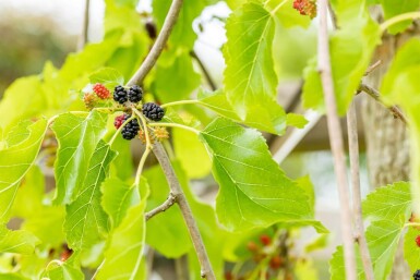 Morus alba 'Pendula' demi-tige
