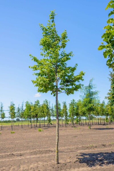 Ostrya carpinifolia haute-tige