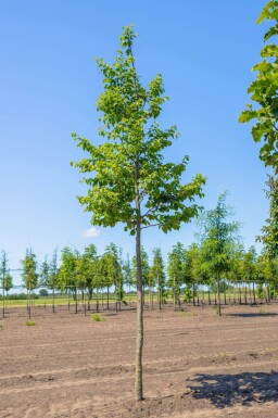 Ostrya carpinifolia haute-tige