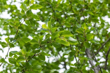Ostrya carpinifolia haute-tige