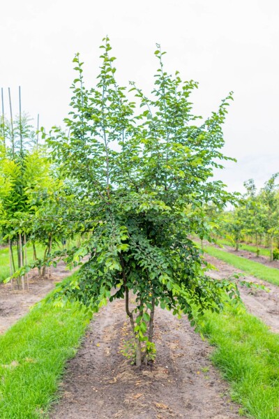 Ostrya carpinifolia cépée